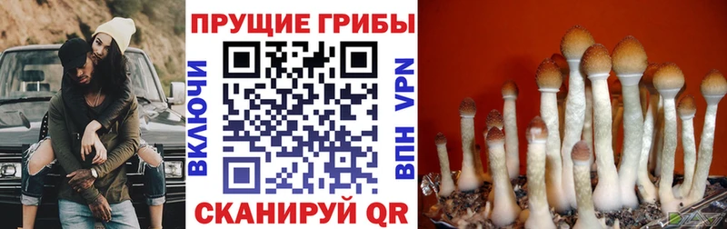 Псилоцибиновые грибы Cubensis  Купить где  Далматово 